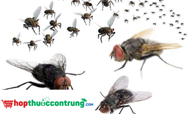 ruồi nhà và cách phòng ngừa hiệu quả