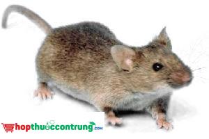 Chuột nhắt và tác hại khôn lường