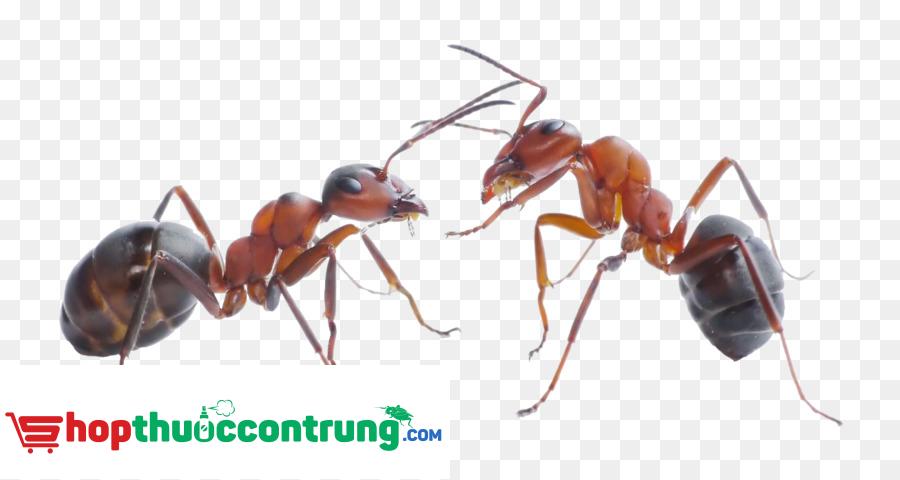 Những điều thú vị về loài kiến