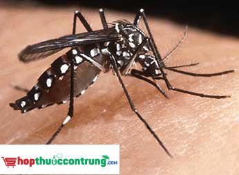 Muỗi vằn tác nhân gây bệnh cho con người